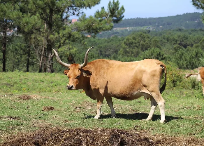 Εξοχικό σπίτι Vazquez Sanxenxo La Lanzada